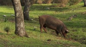 712EFE83-D02C-3838-C3E05B06A9F9D271