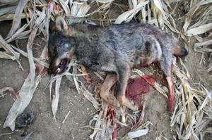 Agroinformacion.com12082015_104330