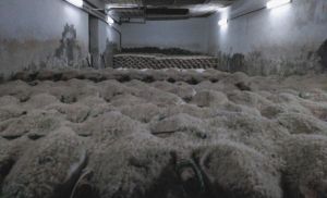 guijuelo-imagen-salado-jamon