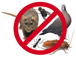 control_plagas_madrid