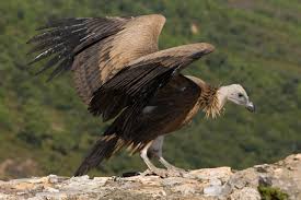 buitre