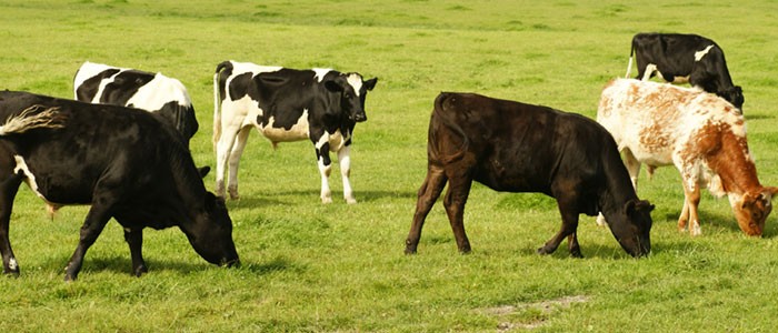 vacas-pastando-700x300